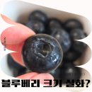 산들 | 무농약 블루베리 추천 산지직송 산들블루베리 직접 구매 후기