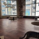 냐옹냐옹고양이카페 이미지