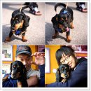 홍상희동물병원 이미지