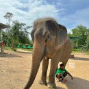 늘, 사랑스럽 개 | 푸켓 코끼리 생츄어리 보호소 목욕 피딩 체험 투어 - 트래킹 타기 노노~