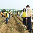 코로나19 여파 코스모스축제 취소 취약계층을 돕기 위한 행사 펼쳐! 이미지