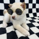 가온펫(안심분양센터) 이미지