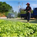 태안군, 전국 최고의 ‘잎들깨 종자 생산단지’로 도약! 이미지