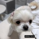 댕뀨 | 존나ㅏ힘들다