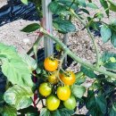 엘에이갈비찜닭 이미지