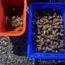 바다는보이고 | 태안 '바다는보이고' 해루질 펜션 후기