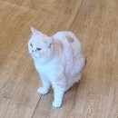 커피캣 이미지