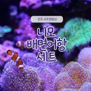 리프앤피쉬 | [일상] 니모 해수 어항 세팅하기 (전주 리프앤피쉬 니모 배면어항 세트)