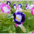 꽃집민박 이미지