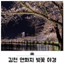 길다마 | 김천 연화지 벚꽃 낮 야경 후기 개화현황 주차 가능 먹거리 가득