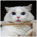 랙돌캐터리 알렉산더돌스 이미지