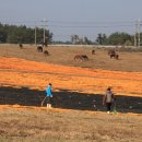 신풍목장 이미지