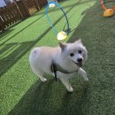 언니네강아지 | [강릉 세인트존스호텔] 강아지동반 1박 후기 _1