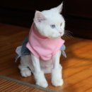 헬로똘복 네이버블로그