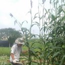 김명복농장 이미지