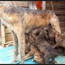 밥퍼주는남자 이미지