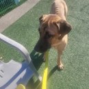 임현곤 반려견 교육센터 이미지