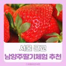 샘물딸기농장 | 남양주딸기체험 추천, 서울 근교 딸기농장 체험 아이랑 가볼만한곳 3곳