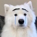 강아지 그리다 이미지