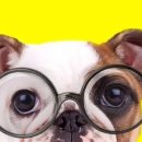 바우애견 이미지