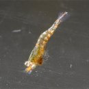 LARVA STAGE 이미지