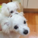 센스펫(노은점) 네이버블로그