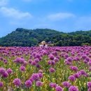 코끼리마늘꽃 귀여운 보라색꽃 특징 알아보기 이미지
