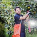 단감농장 이미지