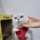 무릎냥이동동이네 - 김해시 장등로 15 | 무릎냥이동동이네