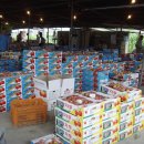 대덕청과 이미지