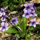 산에서 유용할수있는 약용, 식,용 독성 식물| 이미지