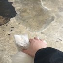 디케이게러지 이미지