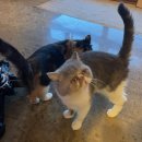 만배네 애견카페 이미지