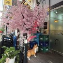 견수저 | 안산초밥맛집 ‘초밥한점’ 방문 후기┃새우모리아와세와 가라아게까지! 가성비 좋은 한대앞역 맛집 추천🔥