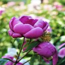 황강생태공원2 이미지