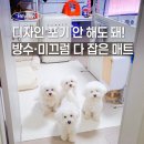 심쿵펫 | 강아지미끄럼방지매트 펫테리어 완성 비엔메이드강아지매트