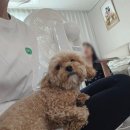 올리라피 이미지