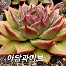 아담&이브 이미지