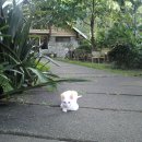 이쁜냥이 이미지