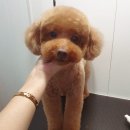 도담도담이발소 이미지