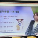 세종애견미용 이미지