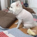 24시 동탄윌 동물의료센터 이미지