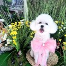 THE 이쁘개 이미지