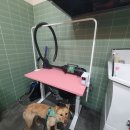 버블독스진주