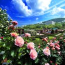 장미축제 이미지