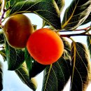 감꽃펜션 이미지