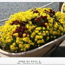 비올라의원 네이버블로그
