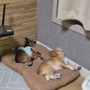 몽개몽개 이미지