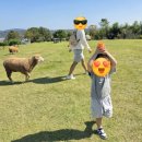 염소뜰에일산 | 🐑 6세 아이와 하동 해뜰목장 방문 후기양들이 졸졸 따라다니는 특별한 목장 체험! ❤️