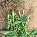 진량농약 이미지